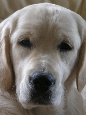 Nativegold Charismatic at Rocamoka (Callie)