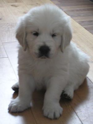 7 weeks