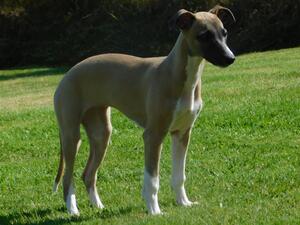 11 weeks