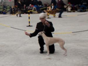 Hound Puppy Group 2
