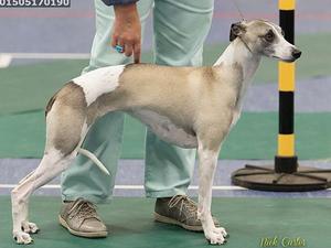 Best of Breed & HG1