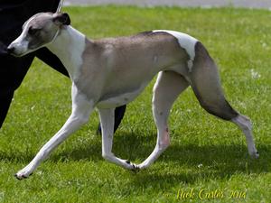 Best of Breed at Royal Cornwall