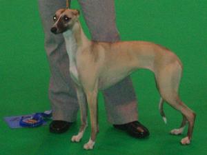 Getting a 2nd at Crufts