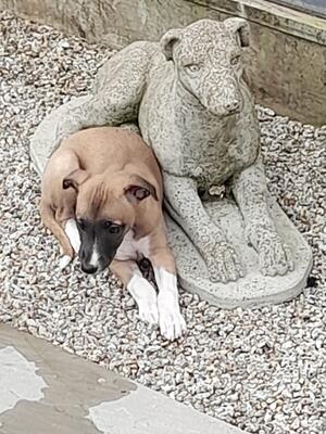 aged 6 weeks
