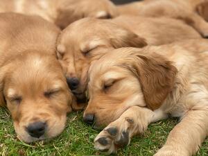 Pups