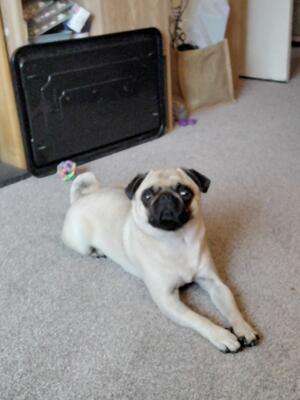 DUCHESS