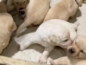 the litter