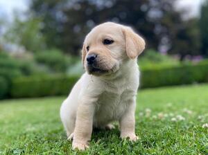 one of the lovely pups from the litter
