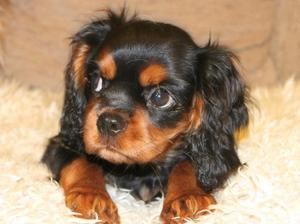 Fleur as a pup