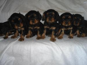 Olivia's Latest Litter