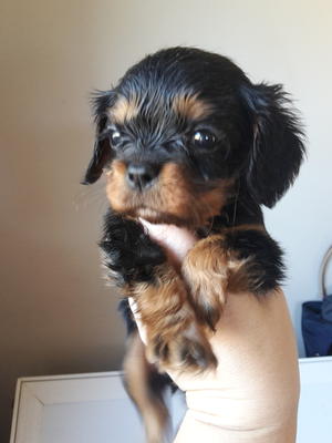 Dog available