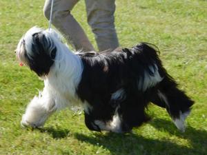 13 months old, Driffield Championship dog show