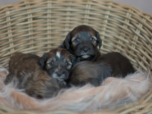 Sable babies!