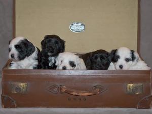 6 weeks old
