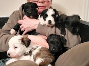 Whole Litter