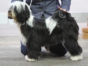 Winning Best Puppy in Breed at Midlands County Ch