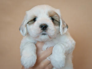 Cutie pie