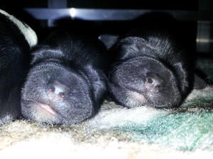 Two little boys (Black & Tan)