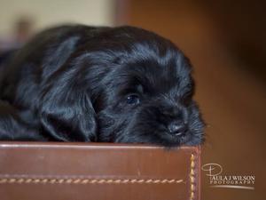 Blanche at 6 weeks old