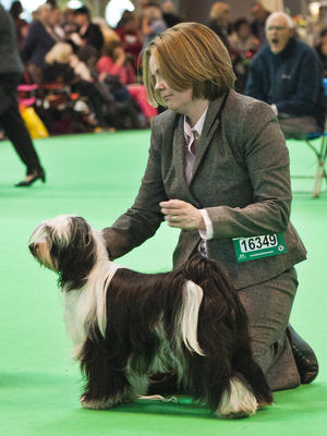 Flo Bear at Pippalata, Crufts 2014