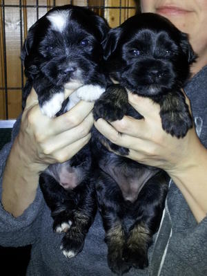 Girls 3 1/2 weeks old.