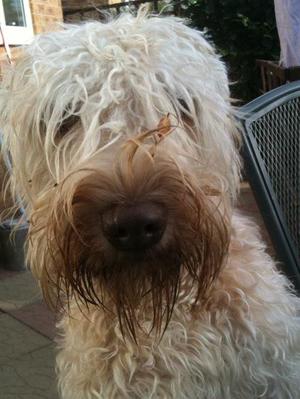 Niko loved to play in the bushed