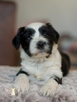 Gorgeous Black and white boy!