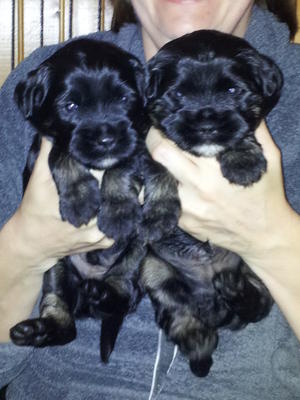 Boys 3 1/2 weeks old.