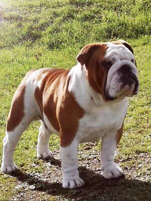 Sire