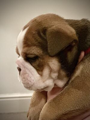 Miss Red collar (2)