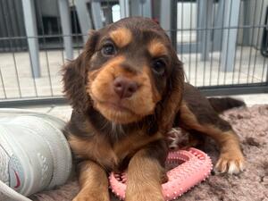 Chocolate Brown Cocker Cocker Puppies For Sale Near Me Spaniel Mix