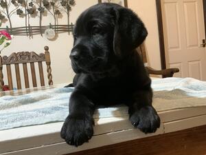 Male puppy available