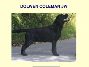 Sire. Dolwen Coleman JW. Obtained a Reserve CC