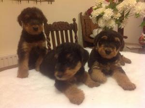 The puppies at 6 weeks