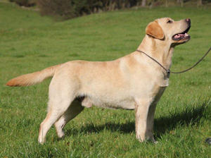 Grandsire Oakhouse Oliver Twist at Serenedale