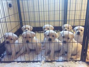 The puppies at 5 weeks