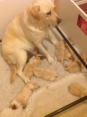 Sunshine Spirit Fleur and her puppies