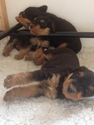 Some of the puppies