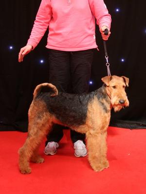 Jazz at Crufts 2014