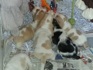 Babies!
