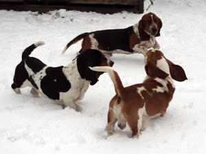 Diheath's Playing In The Snow