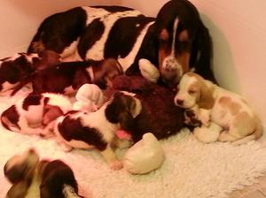 Panda & her brood