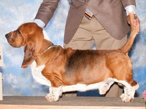 AM GRAND CH DIHEATH DUKE OF BOHEMIA