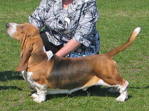 CH Diheath Maximus
