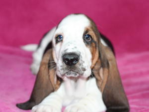 Male Pup