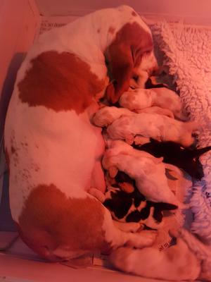 Bo with her babies