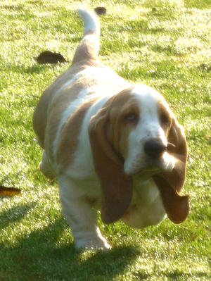 Rosie on the move