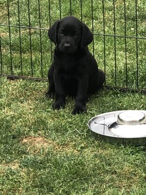 1 black male has become available