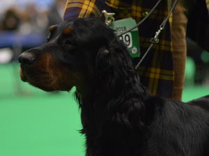 Esme at Crufts 2018