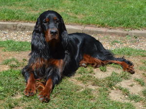 Longrow I Love To Boogie JW (Roxy) at 16 months